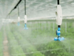 Tưới phun sương