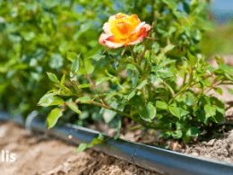 Phụ kiện ống PE