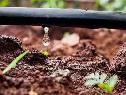 Tưới nhỏ giọt